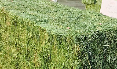 Alfalfa Hay